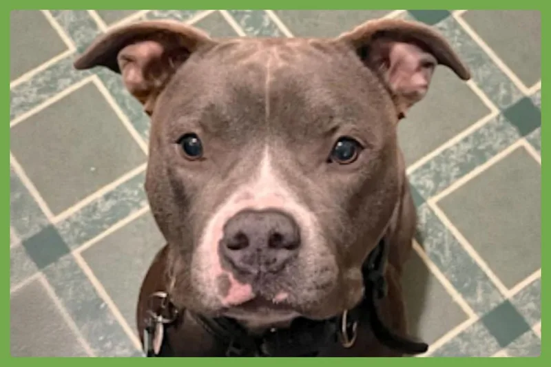 An adult large-sized male Gray / Blue / Silver Pit Bull Terrier dog named Jack for adoption in Amherst, MA