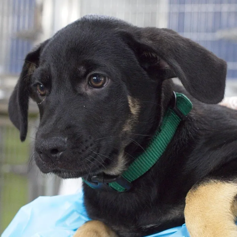 A baby small-sized female Black Rottweiler dog named Disney for adoption in South Elgin, IL