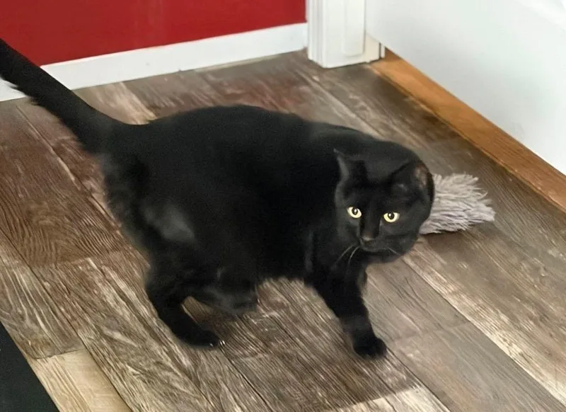A young small-sized female Domestic Short Hair cat named Stella for adoption in Gorham, ME