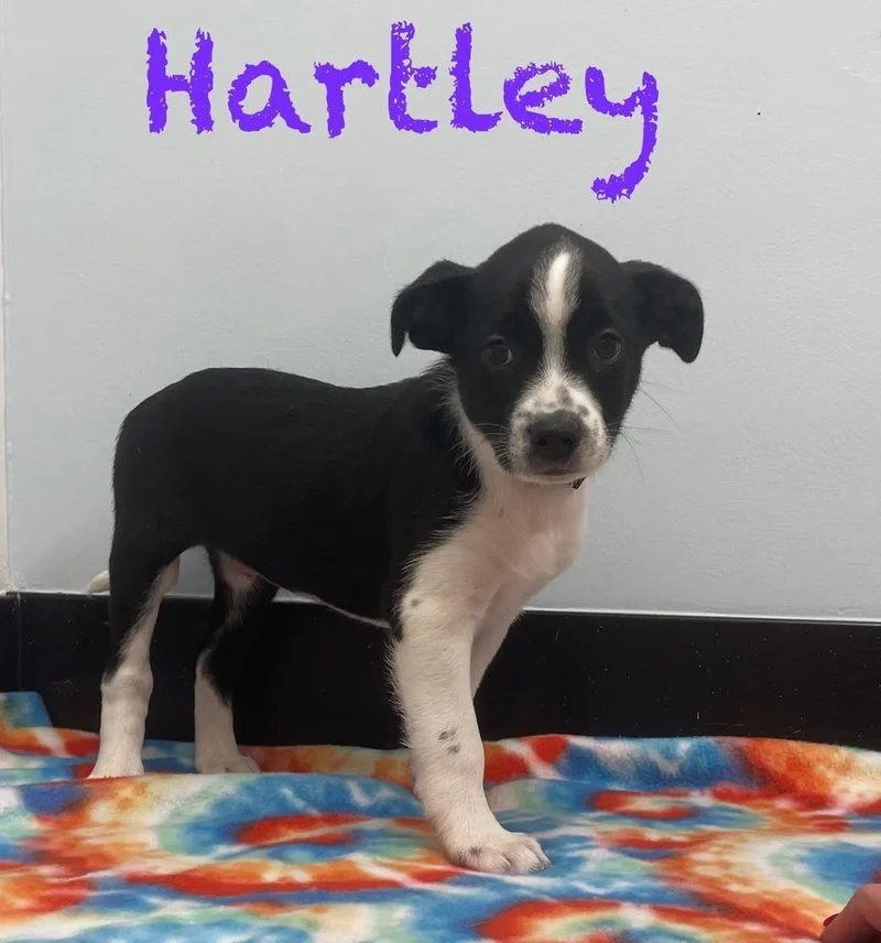 Hartley