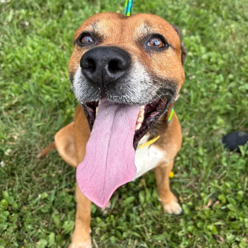 An adult medium-sized male Brown / Chocolate Pit Bull Terrier dog named Skippy for adoption in Batavia, OH