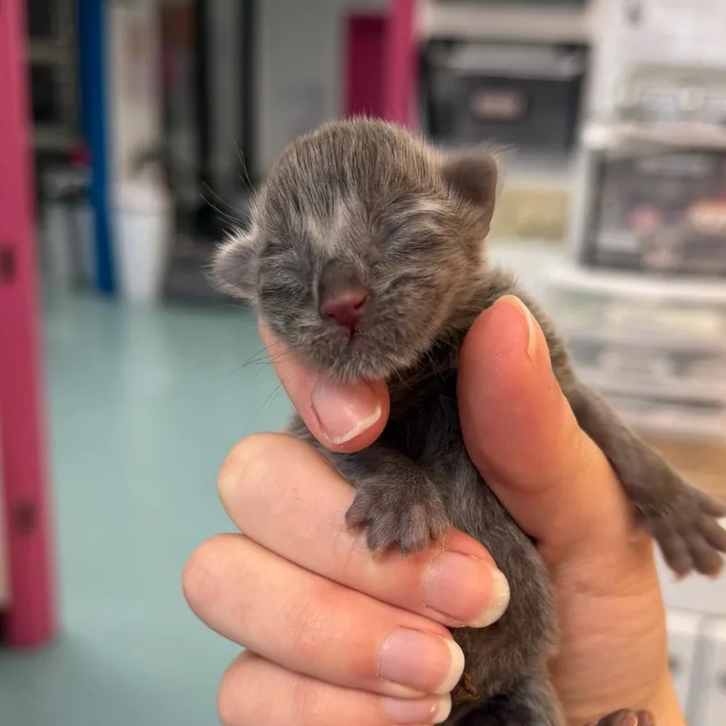 A baby small-sized male Gray / Blue / Silver Domestic Short Hair cat named Funnel Cake for adoption in Austin, TX