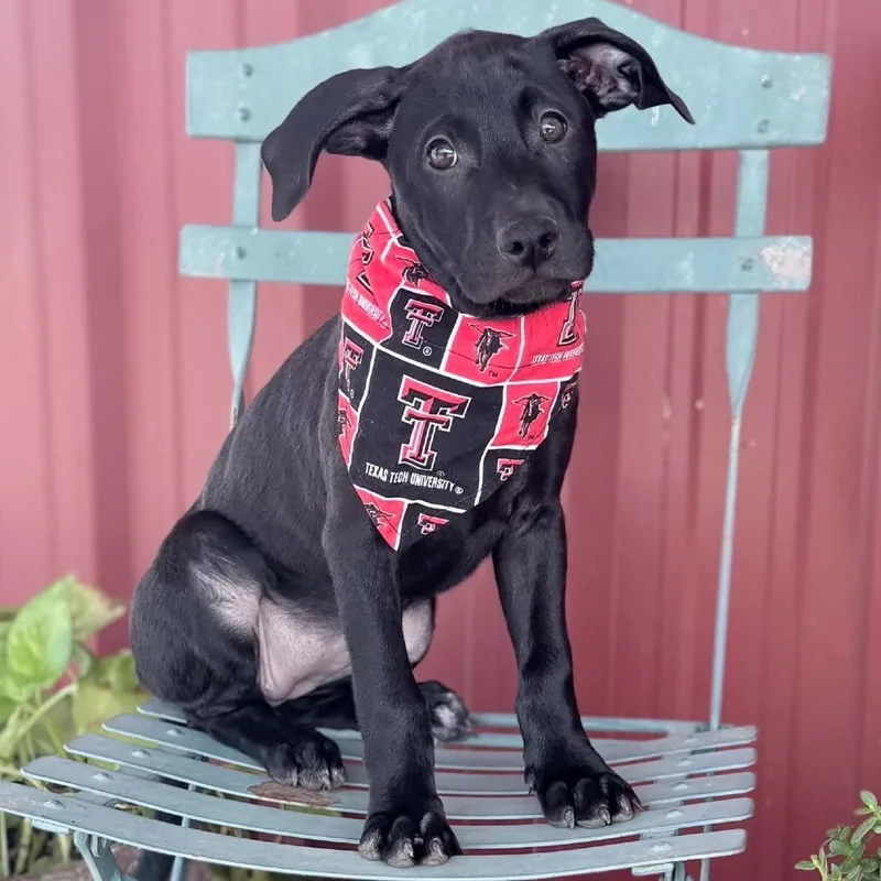 A baby large-sized female Black Labrador Retriever dog named Sophie for adoption in Olathe, KS