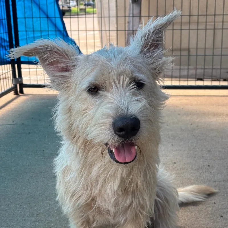 An adult small-sized male Yellow / Tan / Blond / Fawn Terrier dog named Wynn for adoption in Lake Jackson, TX