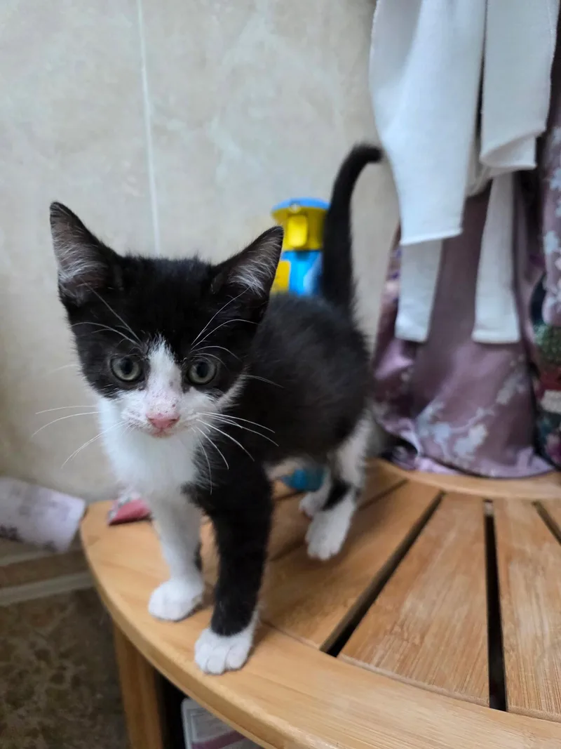 A baby medium-sized female Domestic Short Hair cat named Pearl for adoption in Trenton, NJ