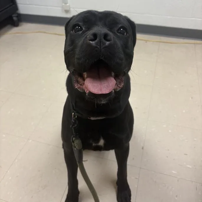 An adult large-sized female Black Mixed Breed dog named Sekhmet for adoption in Pittsburgh, PA