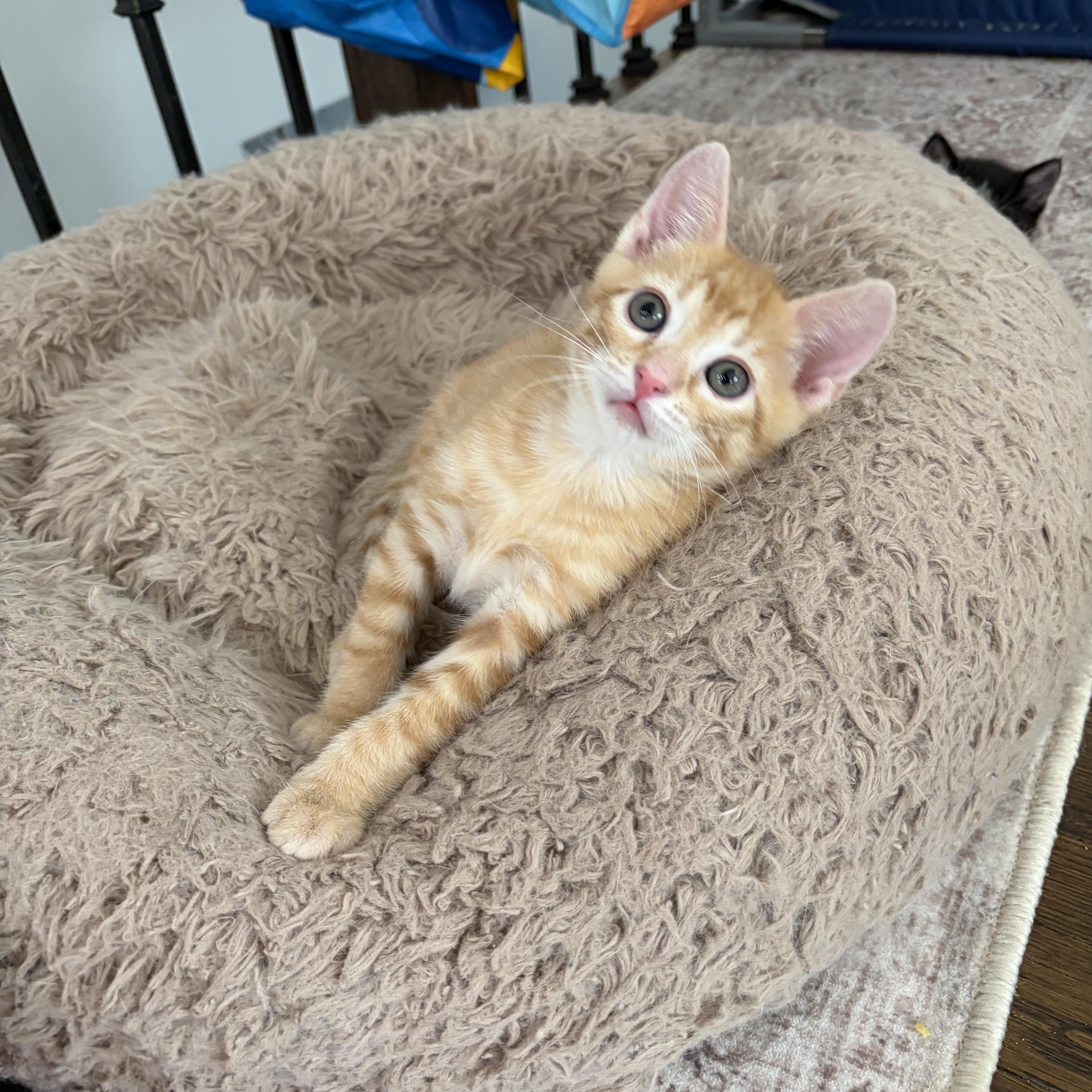 A baby medium-sized male Orange / Red Domestic Short Hair cat named Penny for adoption in Old Bridge, NJ