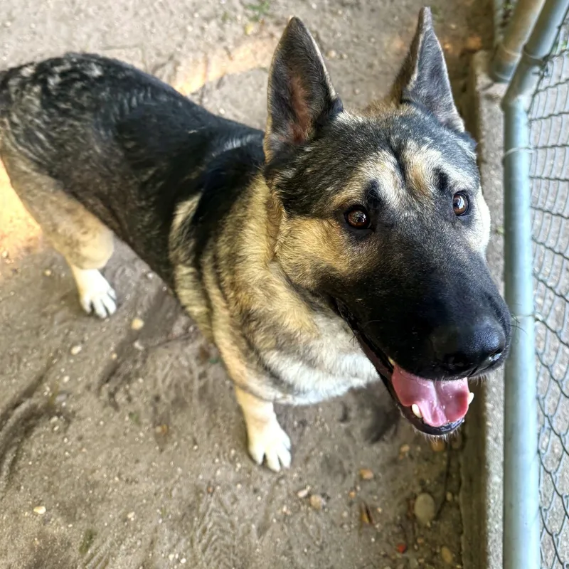 An adult large-sized male German Shepherd Dog named Kennedy for adoption in Brookhaven, NY