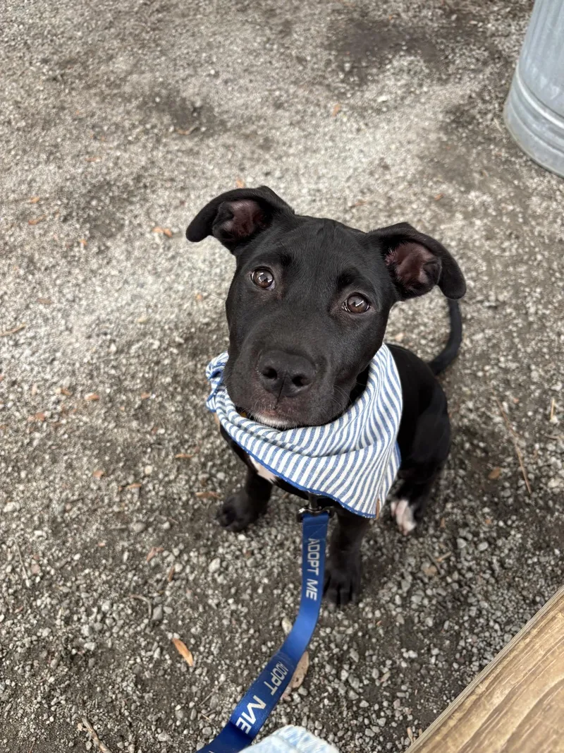 A baby medium-sized male Black Mixed Breed dog named Rye for adoption in Charleston, SC