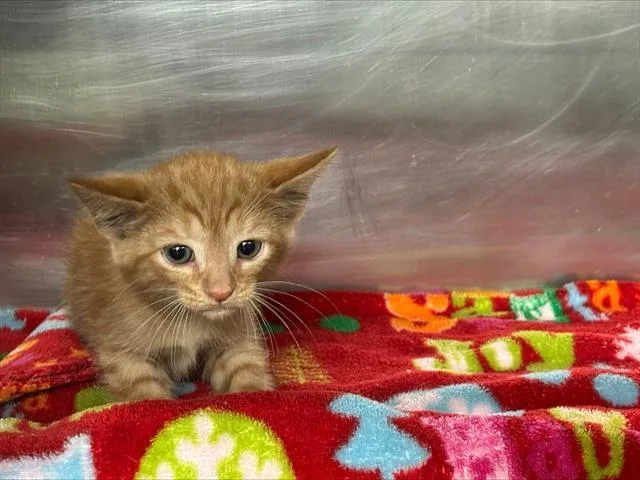A baby small-sized male Domestic Short Hair cat named Charlie for adoption in Grand Prairie, TX