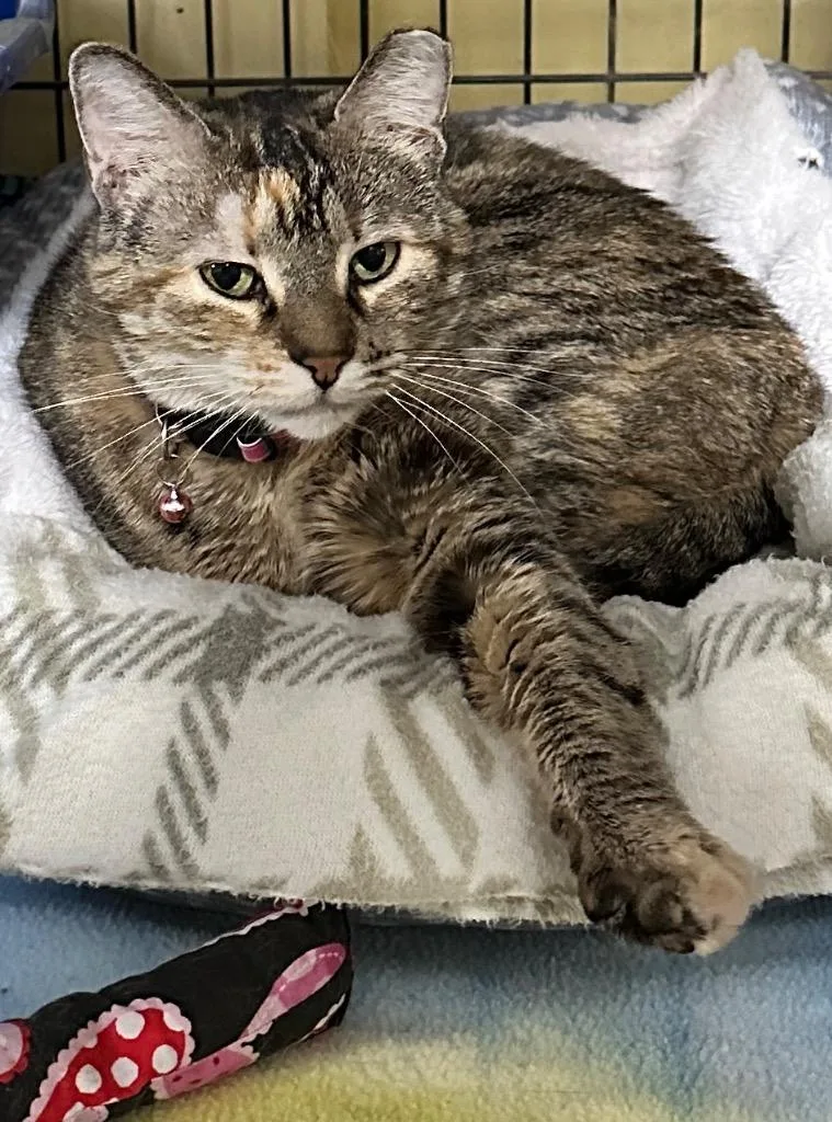 A senior medium-sized female Domestic Short Hair cat named Kiki for adoption in Rice Lake, WI