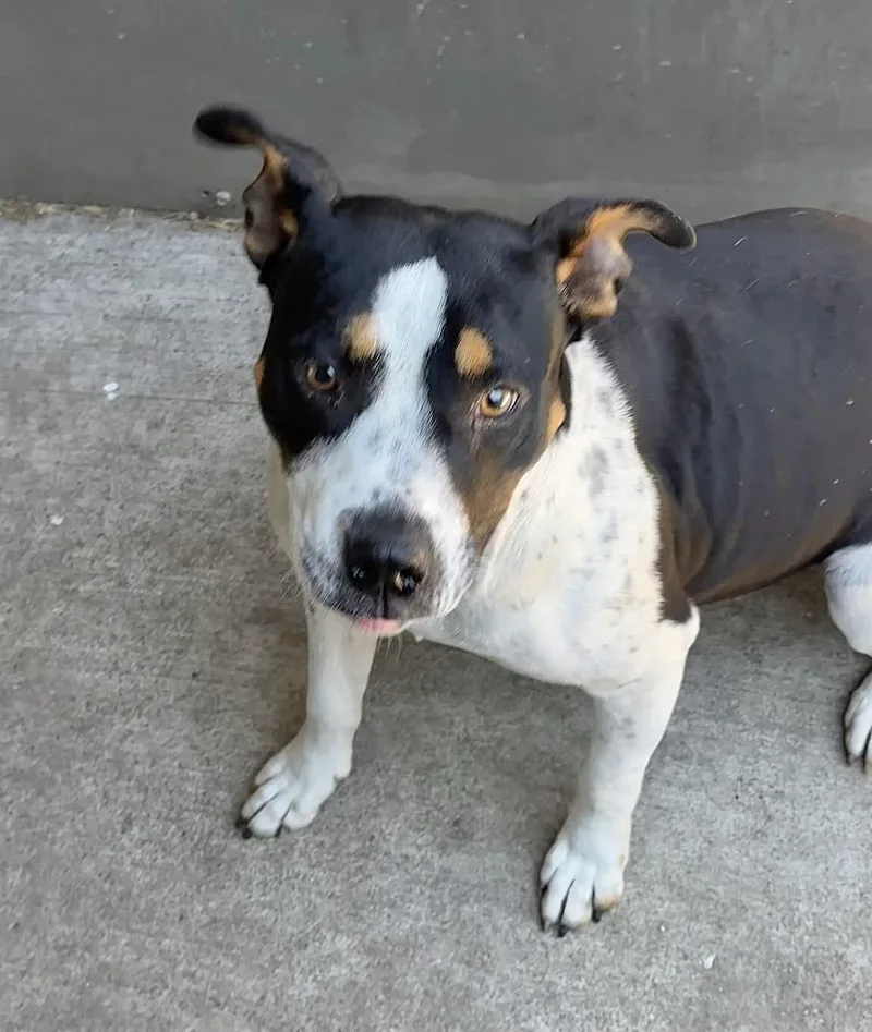 A young medium-sized female Tricolor (Brown, Black, & White) Pit Bull Terrier dog named Alice for adoption in Chicago, IL