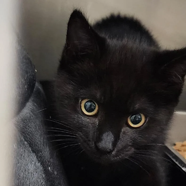 A baby medium-sized female Black Domestic Short Hair cat named Miley for adoption in Gloucester, VA