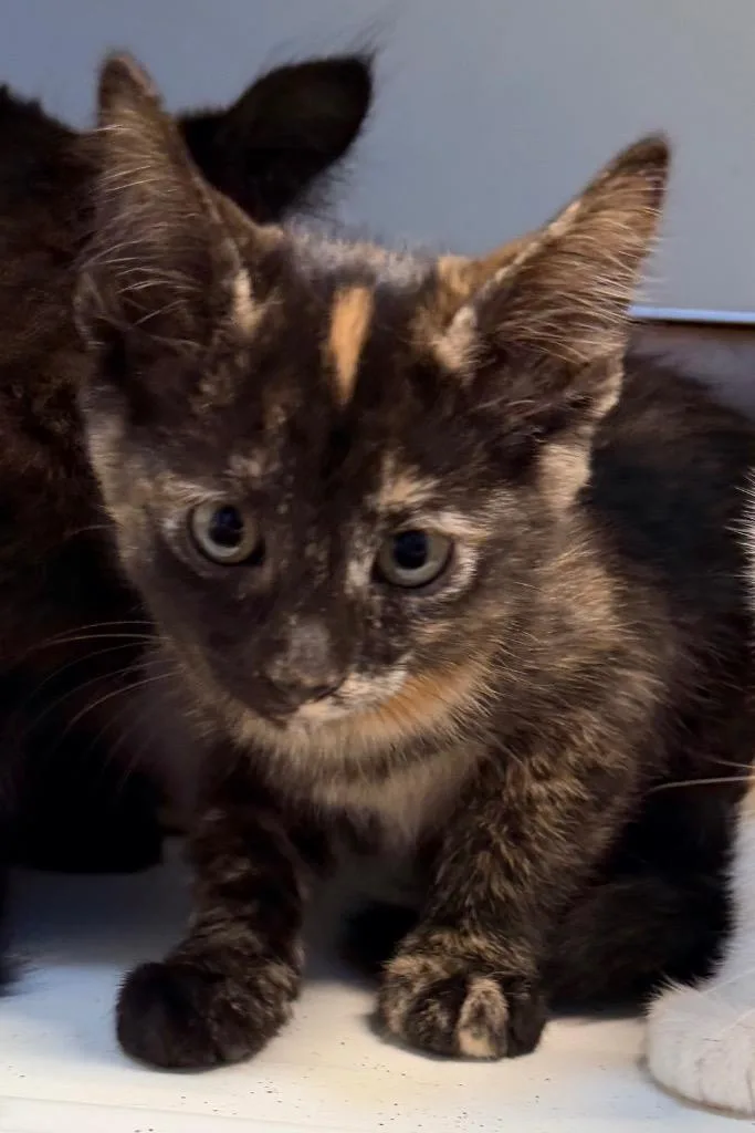 A baby small-sized female Domestic Short Hair cat named Ruffles for adoption in Newcastle, OK