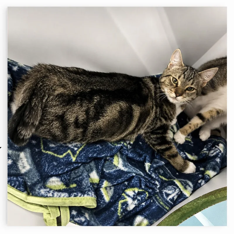 A young medium-sized male Tabby (Brown / Chocolate) Domestic Short Hair cat named Sean for adoption in Orange, CA