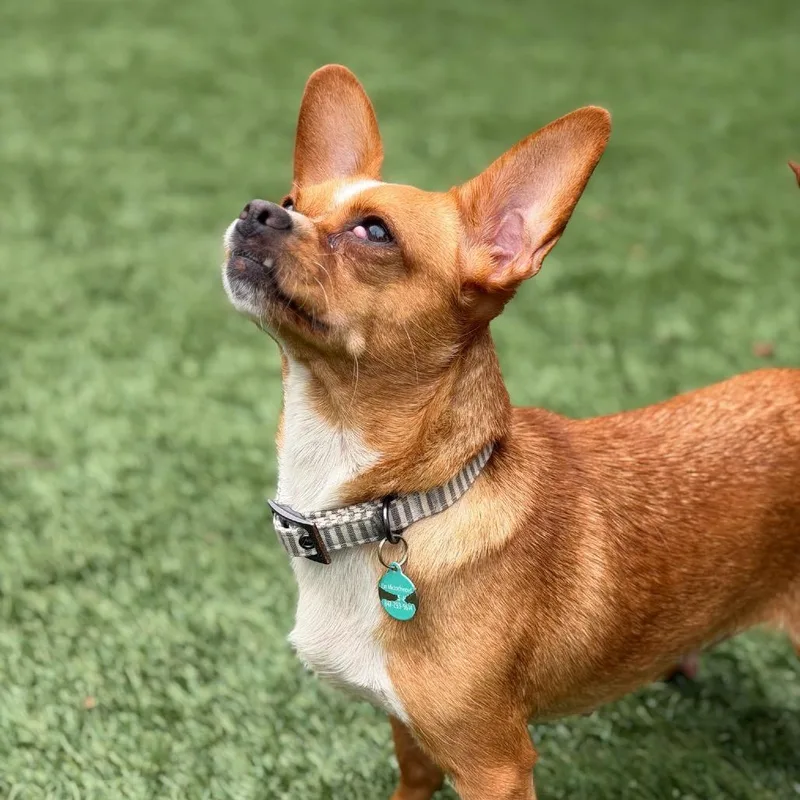 An adult small-sized female Yellow / Tan / Blond / Fawn Chihuahua dog named Trudy for adoption in North Hollywood, CA