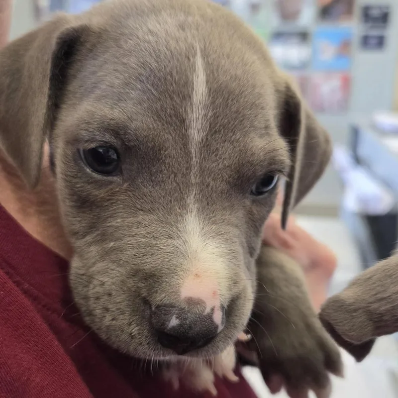 A baby small-sized male Gray / Blue / Silver Terrier dog named TX Thor for adoption in Port Washington, NY