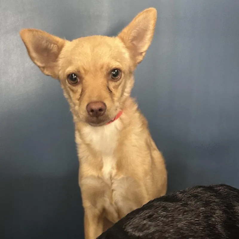 An adult small-sized female Chihuahua dog named Waddles for adoption in Yuma, AZ