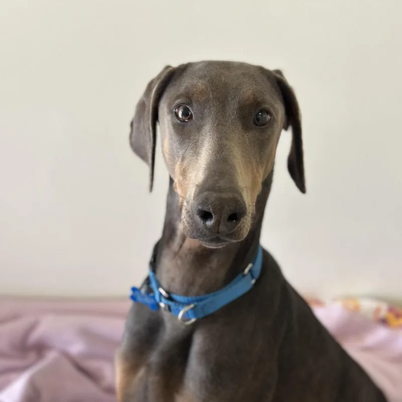 An adult medium-sized female Gray / Blue / Silver Doberman Pinscher dog named Whoppers for adoption in Kanab, UT