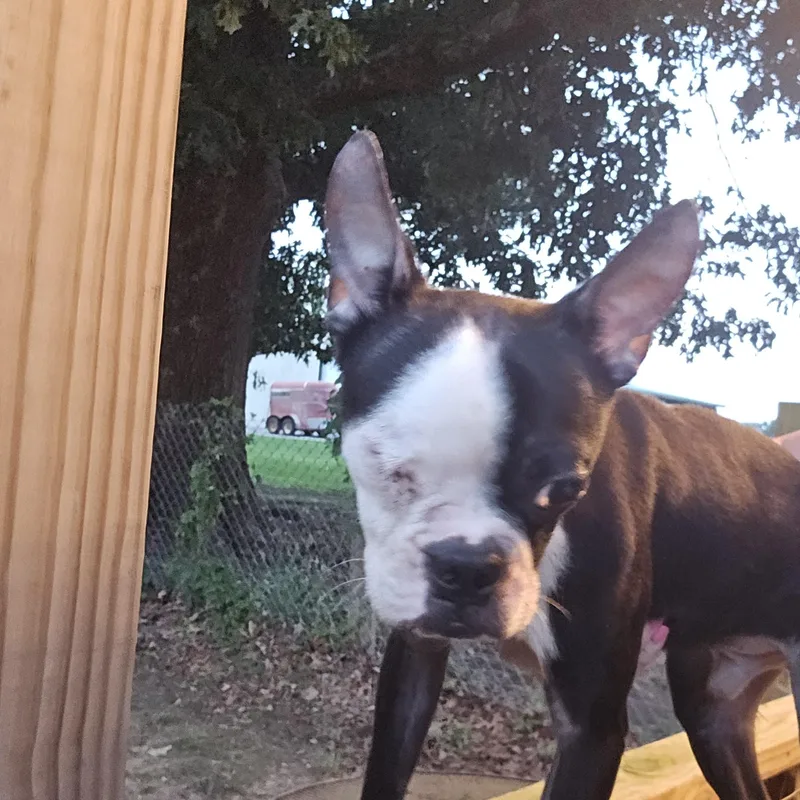 An adult small-sized male Black Boston Terrier dog named Bear for adoption in Athens, AL
