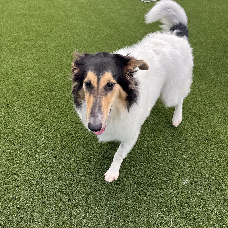 An adult large-sized female Collie dog named Bunny for adoption in LOXAHATCHEE, FL