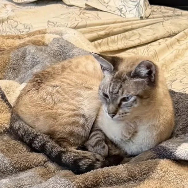 Alan