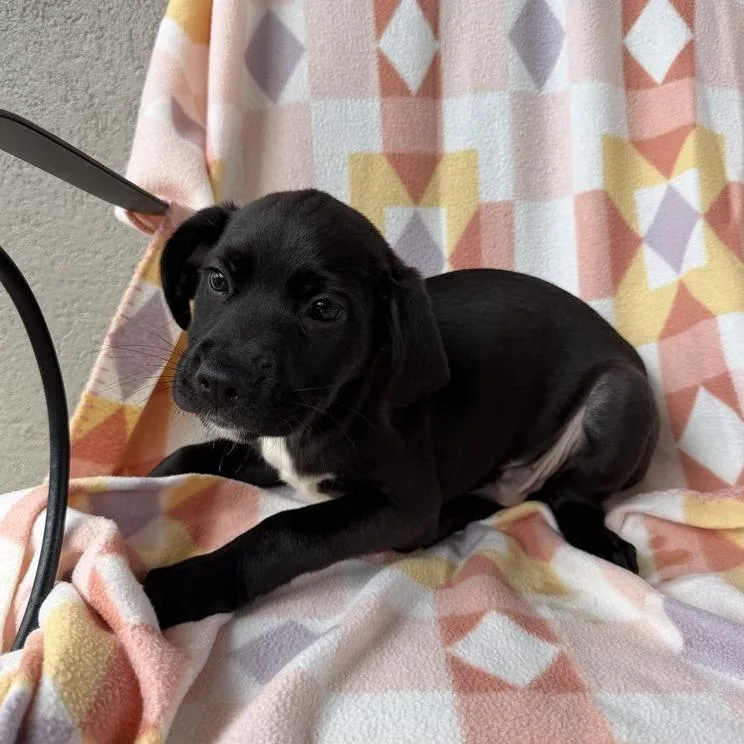 A baby small-sized male Black Labrador Retriever dog named Double Denim for adoption in Carencro, LA