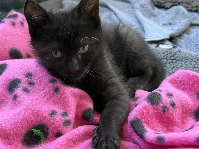 A baby small-sized male Domestic Short Hair cat named Aj for adoption in Santa Clara, CA