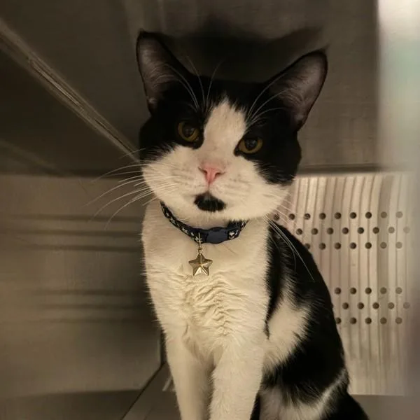 An adult small-sized male Domestic Short Hair cat named Mctofu for adoption in Des Moines, IA