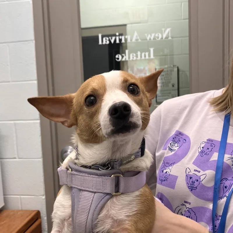 An adult small-sized female Yellow / Tan / Blond / Fawn Chihuahua dog named Lucy for adoption in Marshall, VA