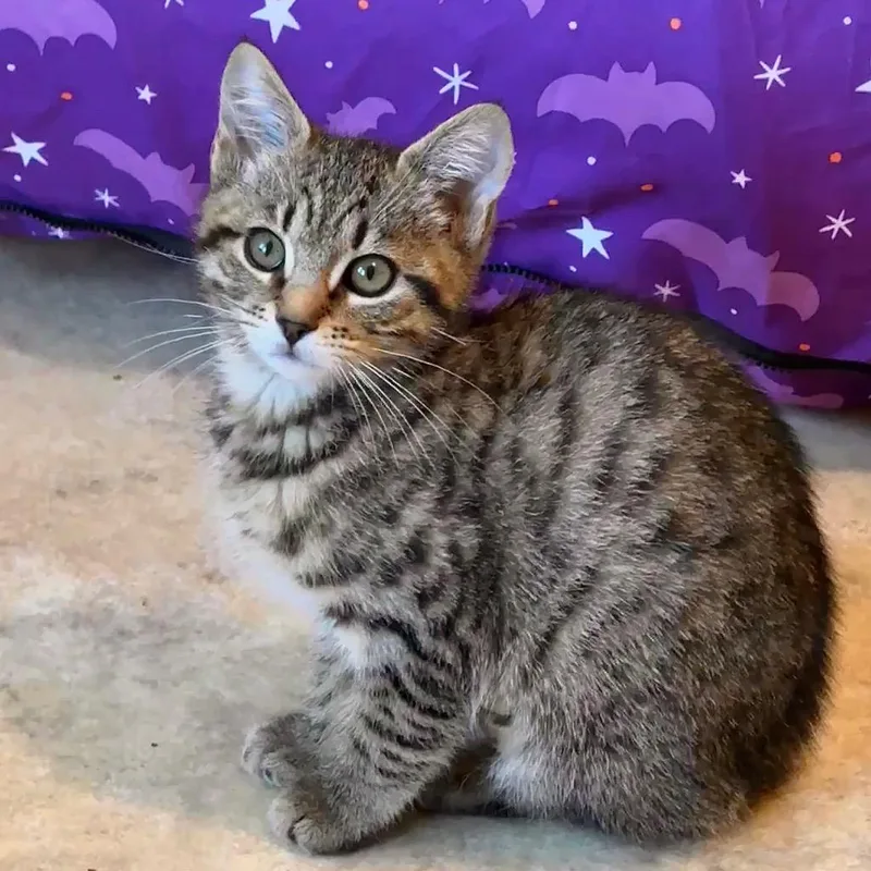 A baby small-sized female Domestic Short Hair cat named Chloe 🌻 for adoption in Cambria, CA