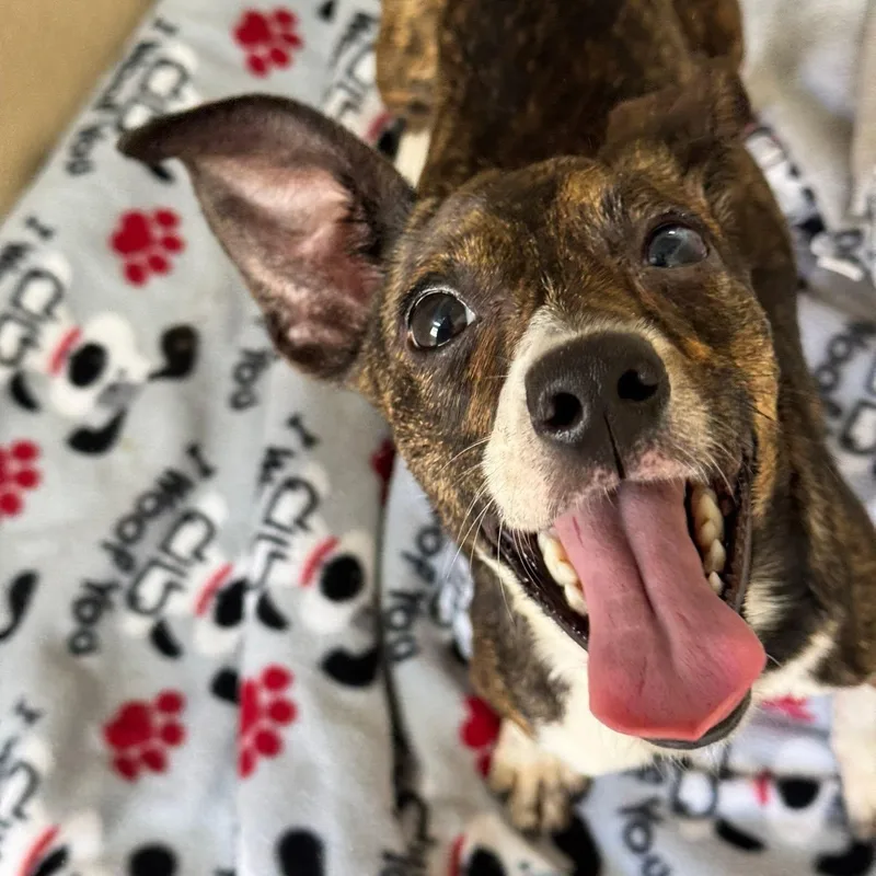 A young medium-sized female Brindle Mixed Breed dog named Mia for adoption in St. Augustine, FL