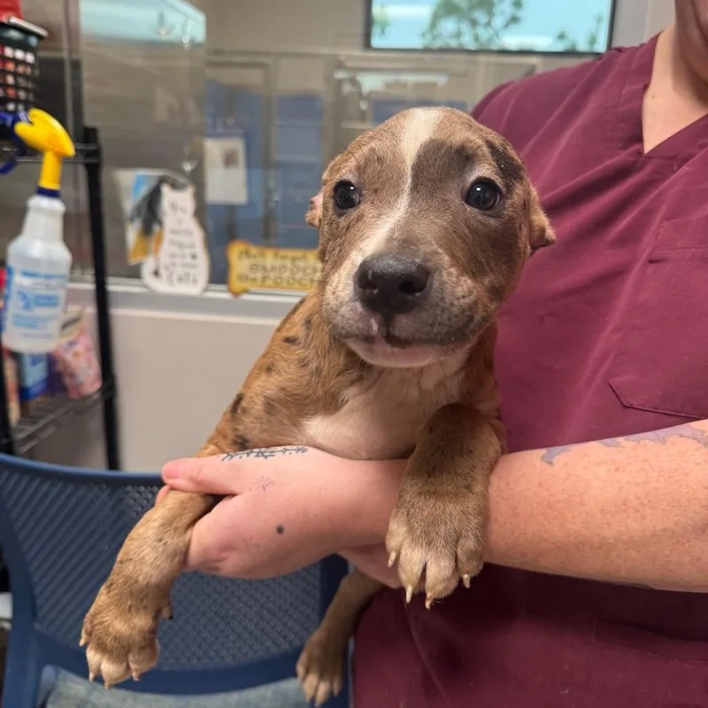 A baby medium-sized female Brown / Chocolate Catahoula Leopard Dog dog named Pocahontas for adoption in Englewood, FL