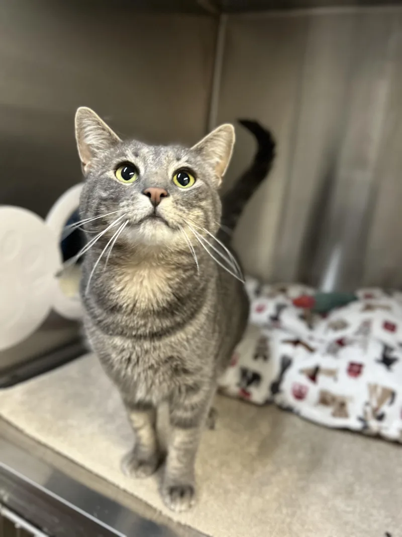 An adult medium-sized female Domestic Short Hair cat named Mama Muffin for adoption in Howes Cave, NY