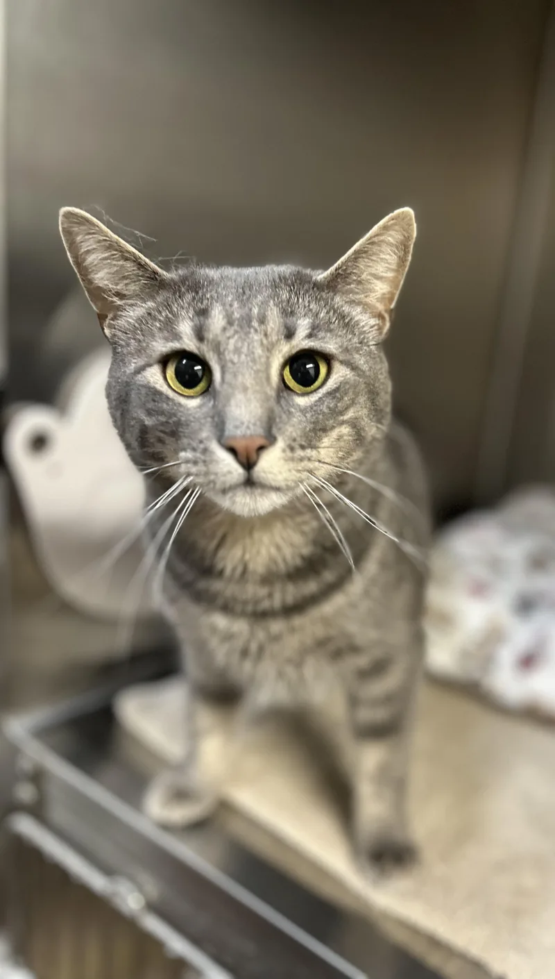 Mama Muffin thumbnail 2