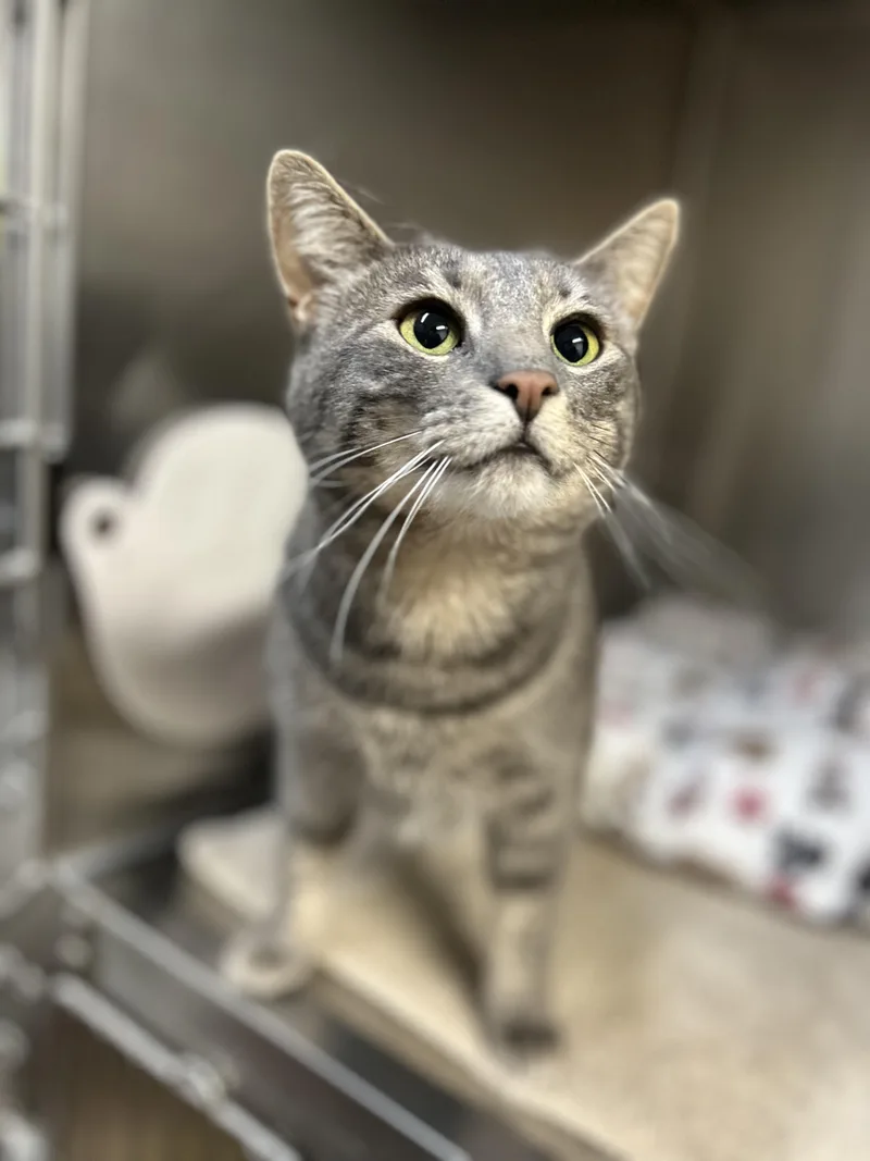 Mama Muffin thumbnail 3