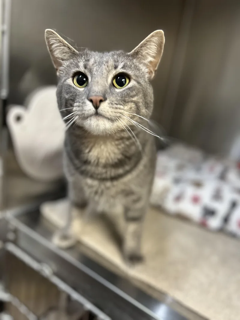 Mama Muffin thumbnail 4