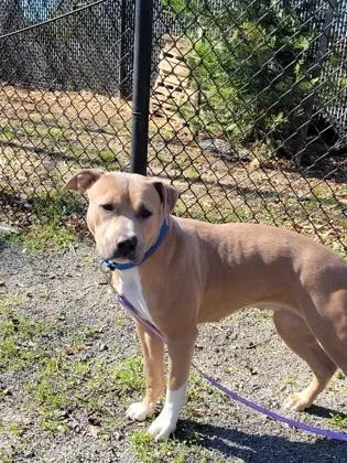 An adult medium-sized female Mixed Breed dog named Finesse for adoption in Fairfax, VA