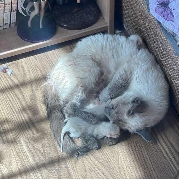 A baby small-sized female White Domestic Short Hair cat named CottonTail for adoption in Los Angeles, CA