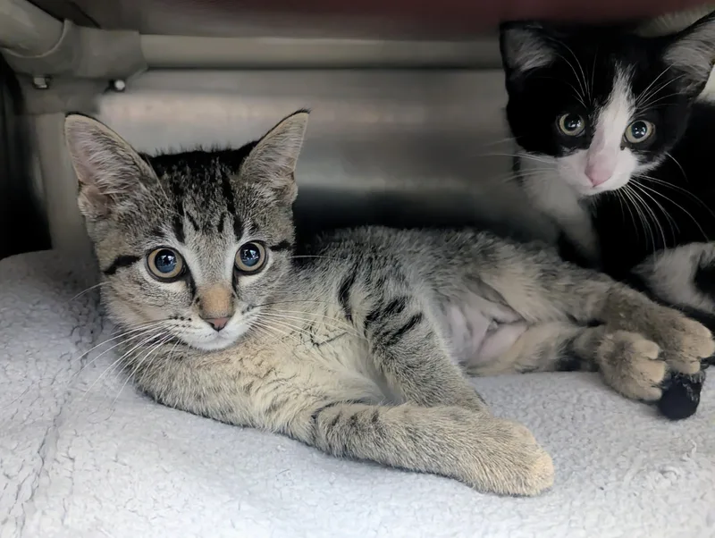 A baby large-sized female Tabby (Gray / Blue / Silver) Domestic Short Hair cat named Stevie for adoption in Springfield, IL