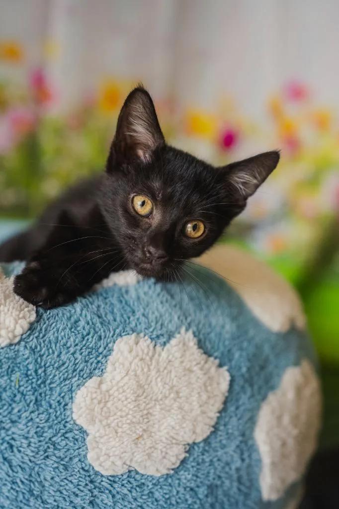 A baby small-sized female Domestic Short Hair cat named Petunia for adoption in Newberg, OR