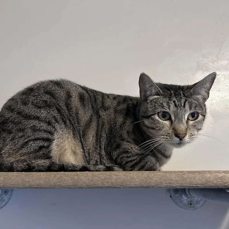 An adult large-sized female Brown / Chocolate Domestic Short Hair cat named Kendra for adoption in Green Bay, WI