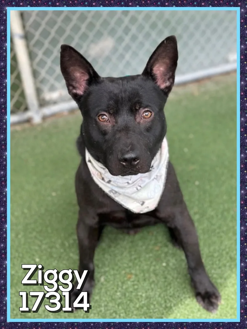 Ziggy thumbnail 3