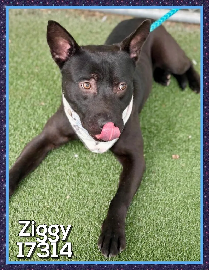Ziggy thumbnail 4