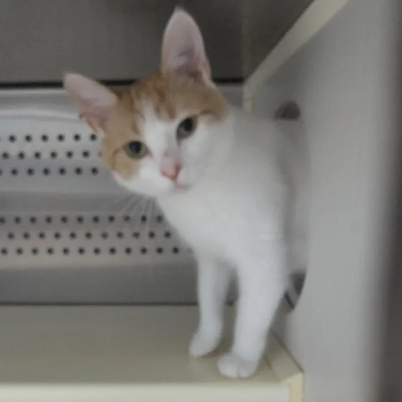 An adult small-sized male Orange / Red Domestic Short Hair cat named Christopher Herman for adoption in Winchester, TN