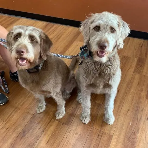 An adult medium-sized female Labradoodle dog named Maggie for adoption in Cumming, GA