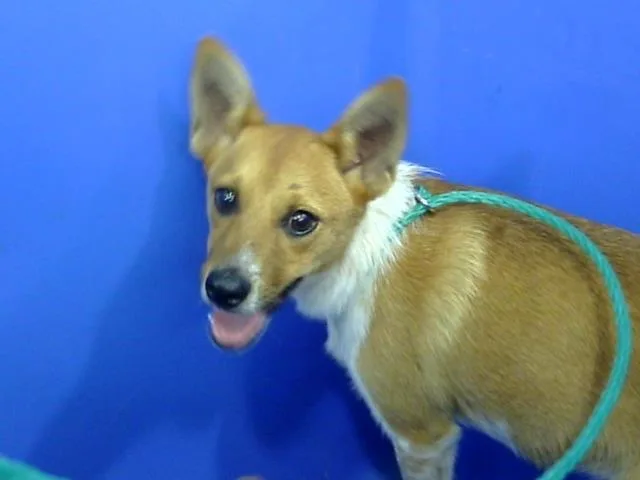 An adult small-sized male Mixed Breed dog named Toni for adoption in Dallas, TX