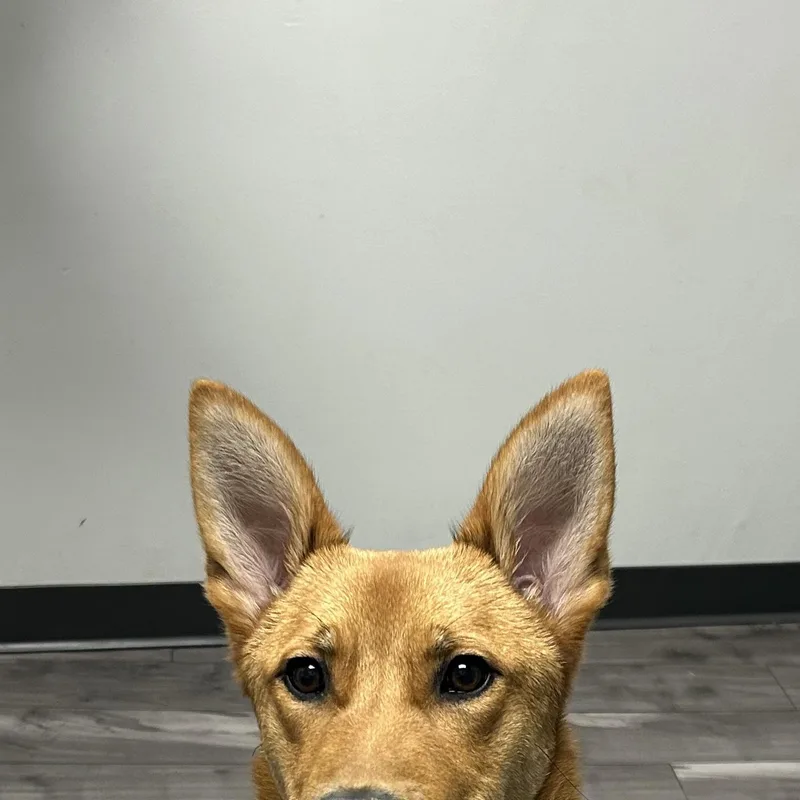 A young medium-sized male German Shepherd Dog dog named Goose for adoption in Chandler, AZ
