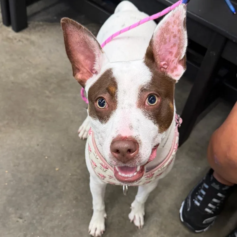 A young medium-sized female White / Cream Terrier dog named Luna Mae for adoption in Tampa, FL