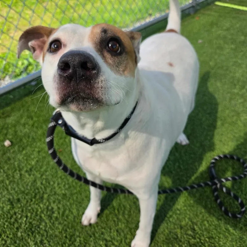 An adult medium-sized female Yellow / Tan / Blond / Fawn Mixed Breed dog named Runa for adoption in Binghamton, NY
